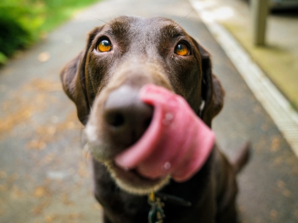 Cute dog close up