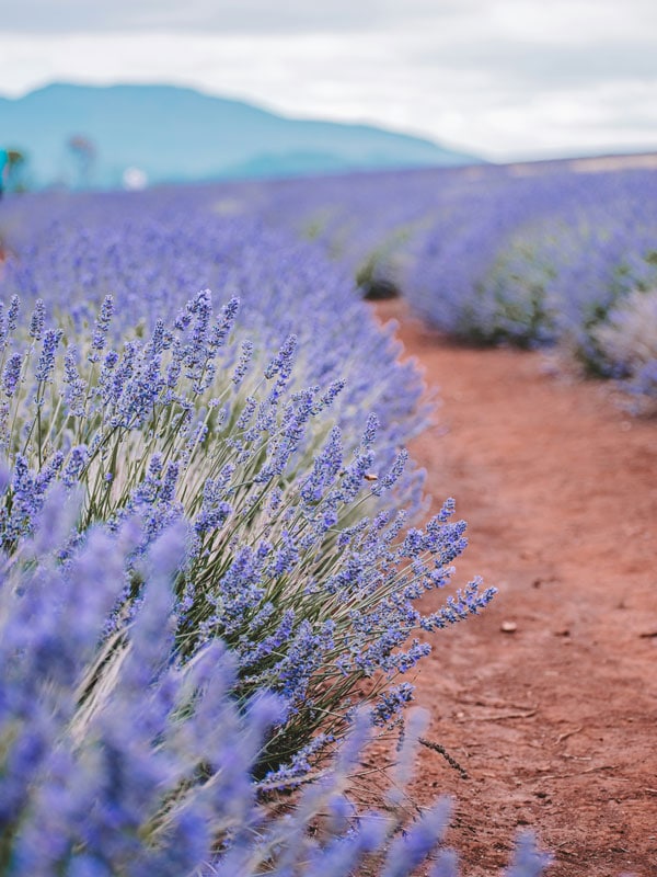 Unsplash image of lavender field