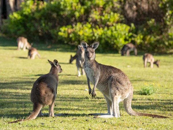 Kangaroos in South West Rocks