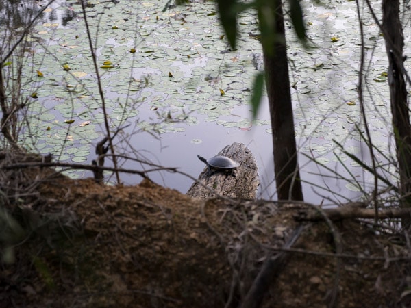 Turtle sitting on log at Araucaria track near Brisbane