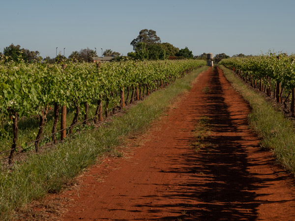 the vineyard at Ellis Wines, Bendigo