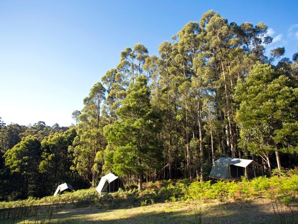 tenda glamping tersebar di sekitar hutan di Bruny Island