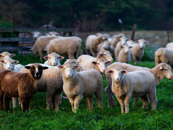 a flock of sheep in Hutton Vale Farm
