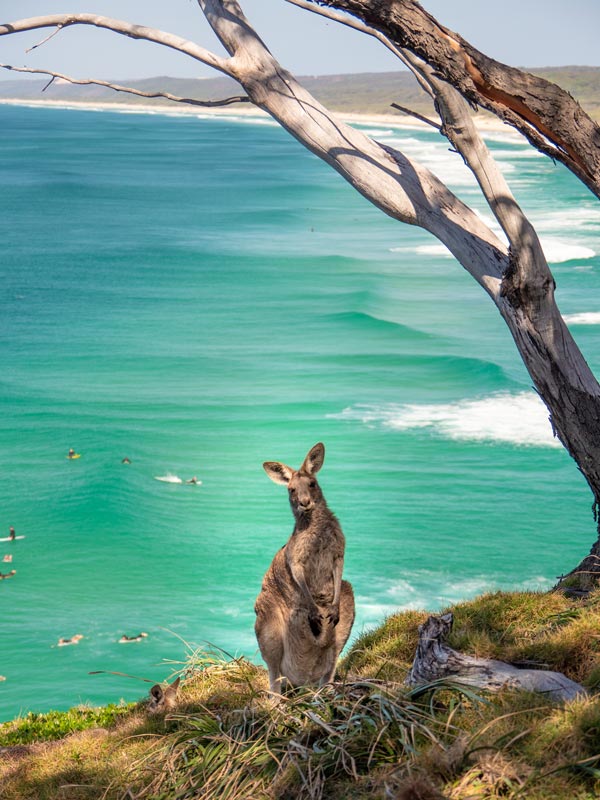 Kangaroo on North Gorge Walk