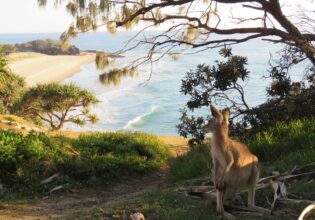 kangaroo on North Stradbroke Island