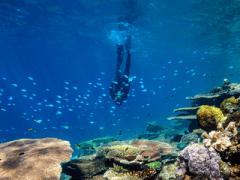 Scuba diving, The Whitsundays, Queensland, Australia
