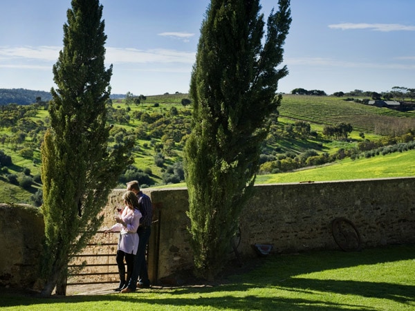 the surrounding greenery at Samuels Gorge winery in McLaren Vale