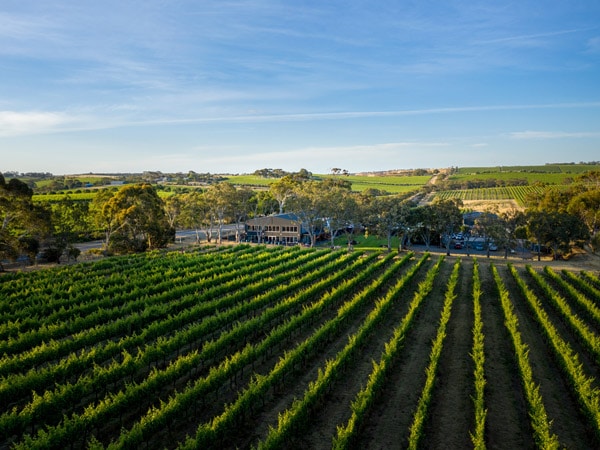 the lush greenery outside Swell Brewing Co. Taphouse & Brewery vineyard