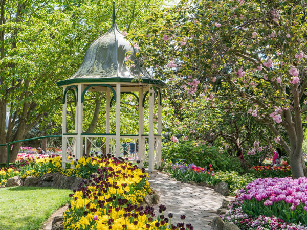 a field of tulips at Corbett Gardens