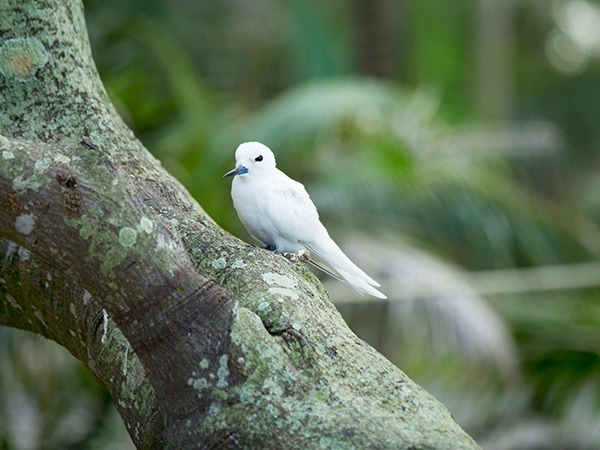 Burung dara putih Pulau Lord Howe