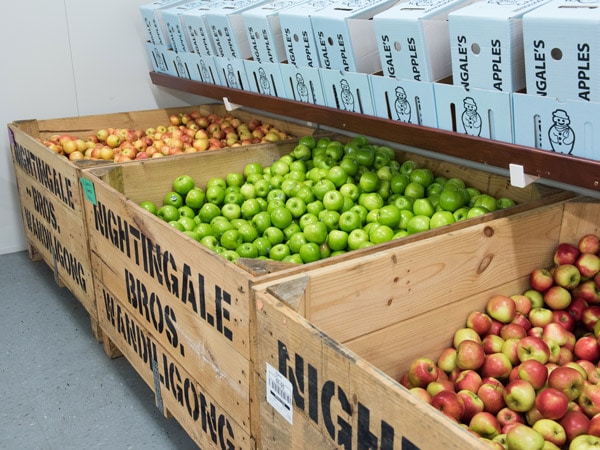 fresh apples displayed at Nightingales Apple Orchards