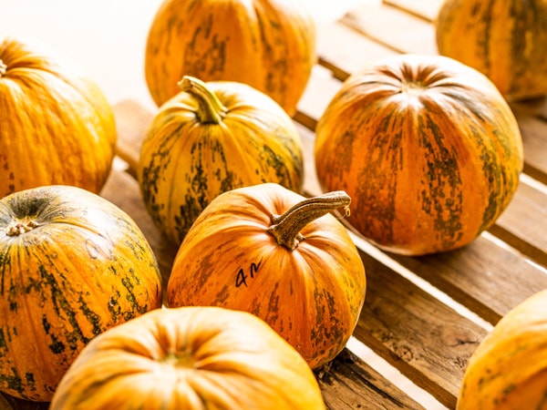 pumpkins freshly harvested from Pepo Farms