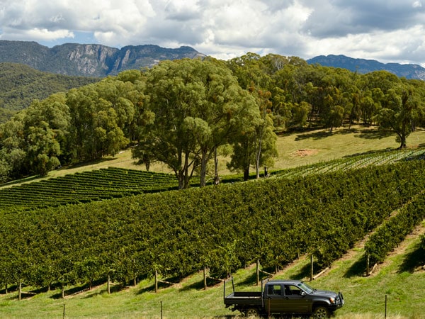 the Ringer Reef Winery vineyard sprawling across the Alpine Valleys