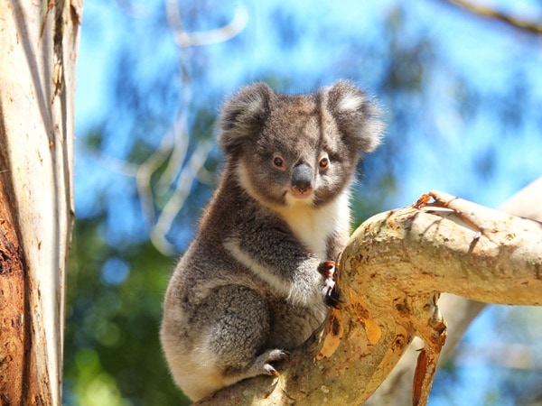 a koala on a tree branch