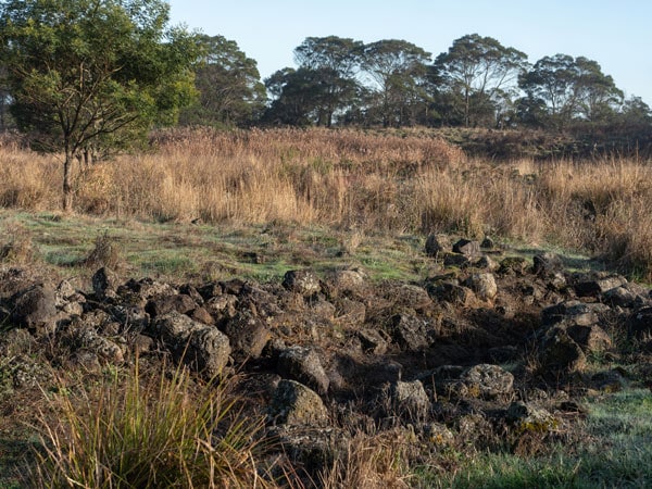 the flora and fauna in Budj Bim