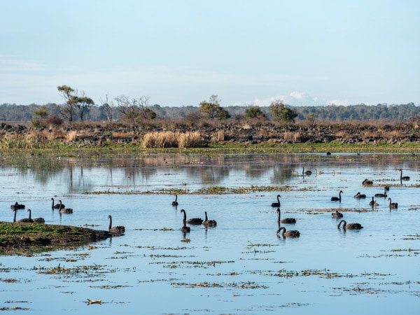 black swans populating Lake Condah