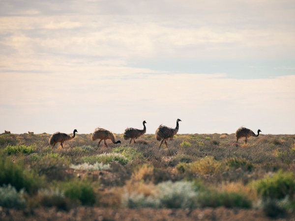 parade emu di Broken Hill