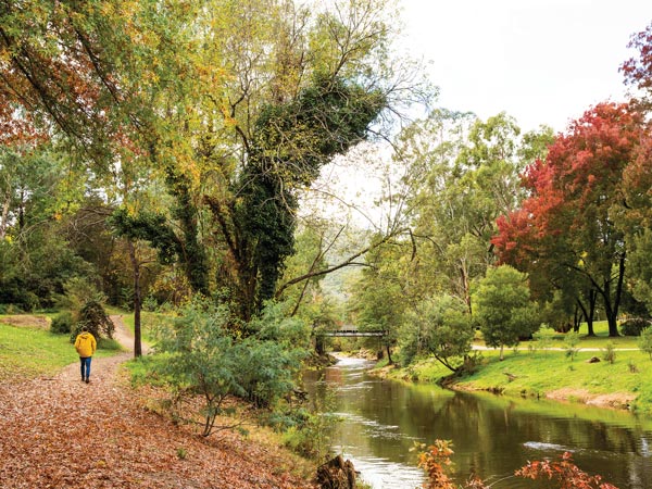 Autumn leaves in Bright Victoria 