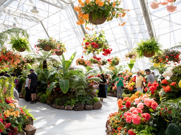Begonia Festival in Ballarat, Victoria