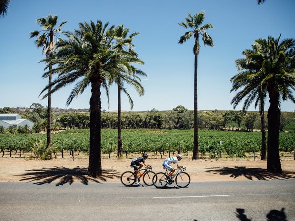 Pengendara sepeda melewati kebun anggur di Lembah Barossa