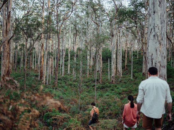 Group of friends walking through the Boranup Karri Forest