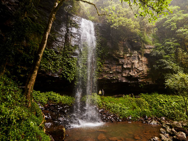 Pemandangan indah di sepanjang jalan Crystal Shower Falls, Taman Nasional Dorrigo