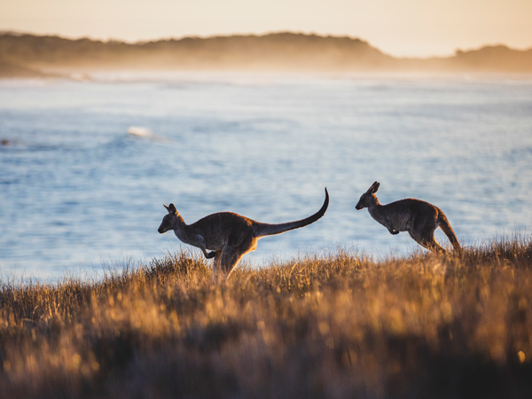 kangaroos grazing on the beach