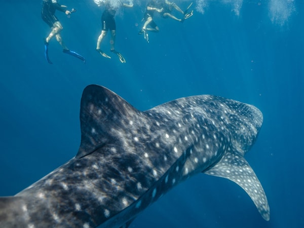 Exmouth Dive & Whalesharks, Ningaloo