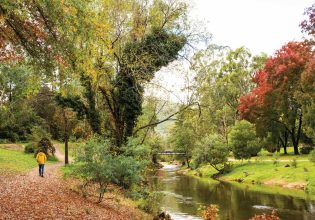 Autumn leaves in Bright Victoria