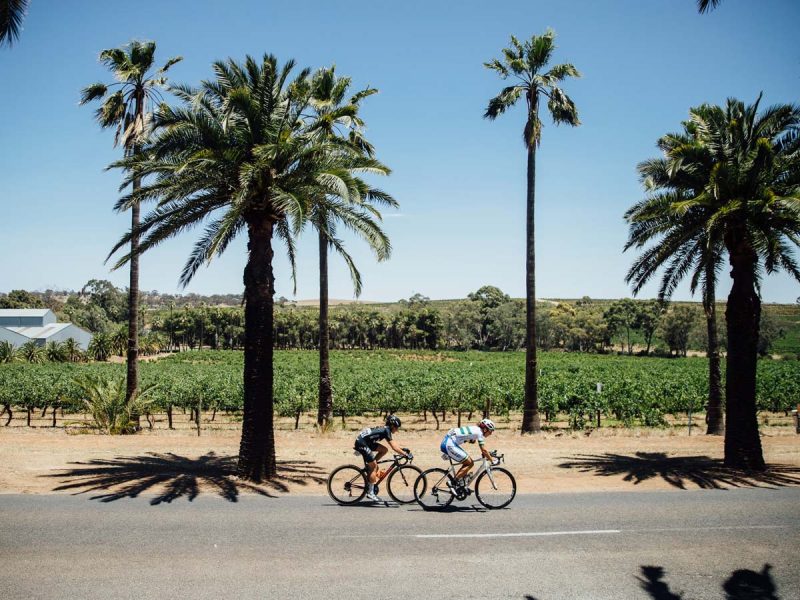 Cyclists riding past vineyards in the Barossa Valley