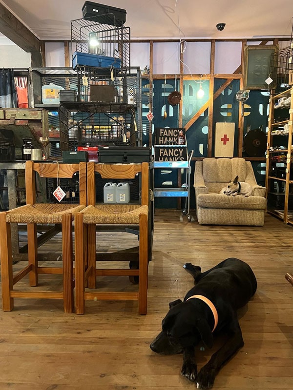 a black dog inside the Jean General Store, Cronulla