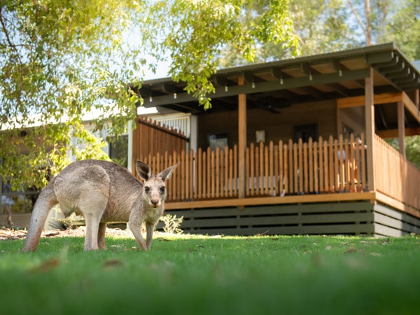 a kangaroo at Red Kangaroo Cabins