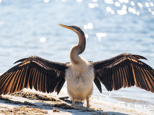 Bird suns himself in Mandurah