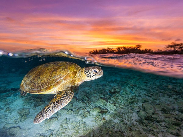 Kura-kura berenang saat matahari terbenam di Pulau Lady Elliot di Bundaberg