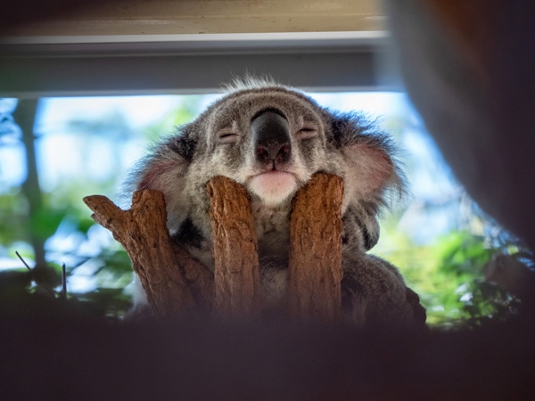 Koala bersantai di dahan di Lone Pine Koala Sanctuary