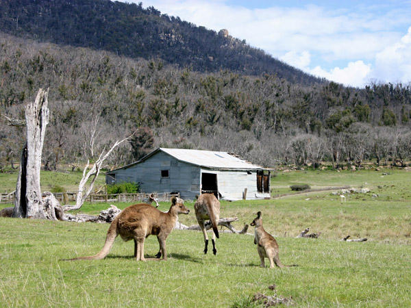 kangaroos grazing on the field, Orroral