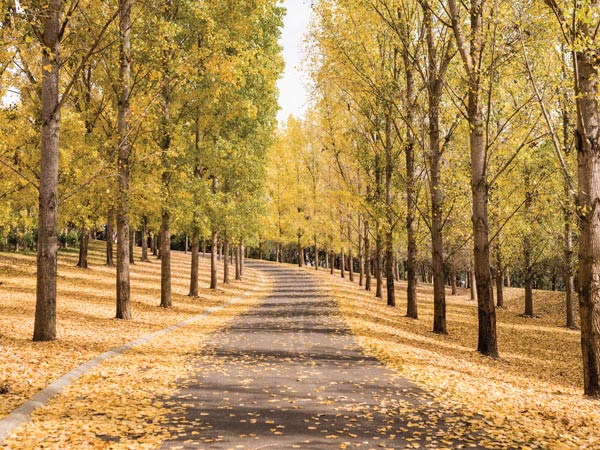 Dedaunan musim gugur berguguran di TarraWarra Estate, Yarra Valley