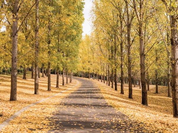 Autumn leaves falling at TarraWarra Estate, Yarra Valley