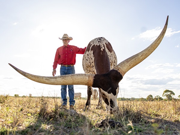 % Sudden experiences in Townsville, North Queensland - Australian Traveller Texas Longhorn Tours, Townsville