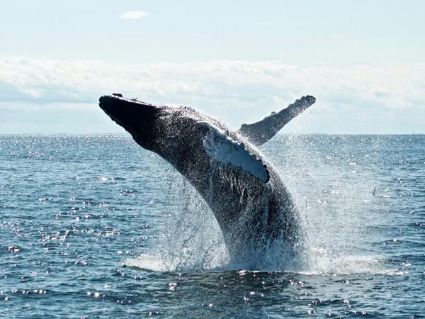 a humpback whale jumping gracefully out of the water