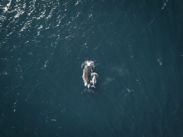 an aerial view of whales swimming at sea