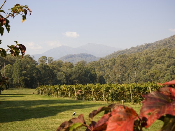 kebun anggur yang luas di Annapurna Estate, Bright 