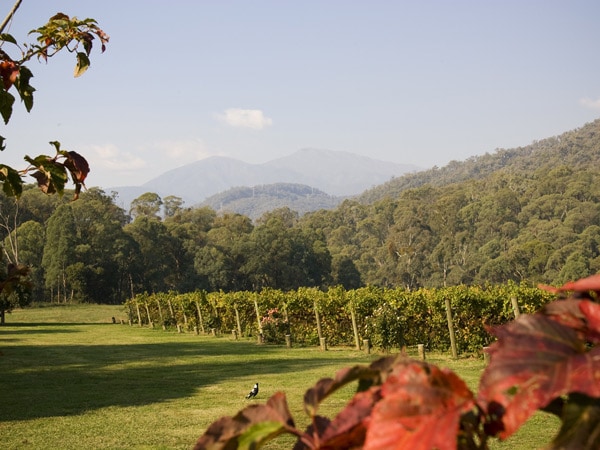 an expansive vineyard at Annapurna Estate, Bright 