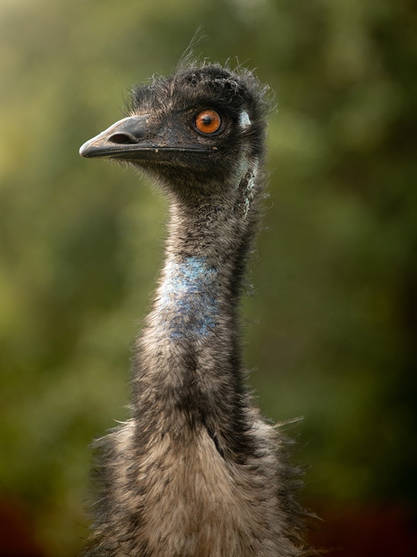 emu at Crocodile Hunter Lodge