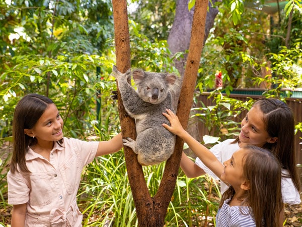 children touching a koala resting on a tree branch at Currumbin Wildlife Sanctuary, Gold Coast