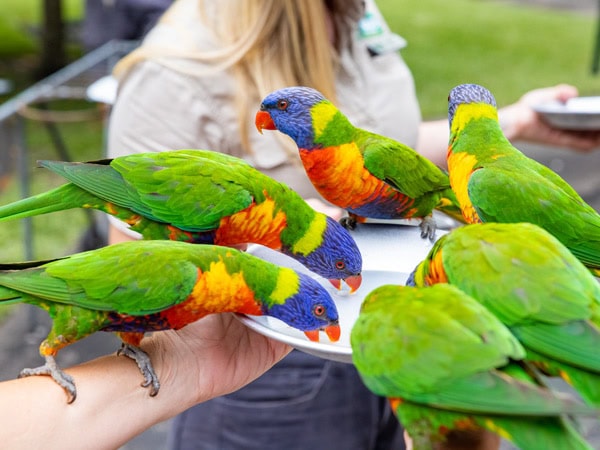 feeding birds at Currumbin Wildlife Sanctuary, Gold Coast