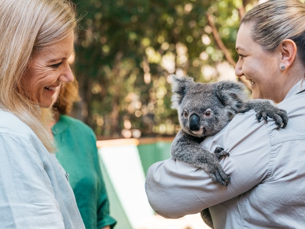 a woman smiling at a koala held by a staff at Currumbin Wildlife Sanctuary