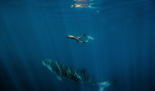 Easter Holiday swimming with whale sharks