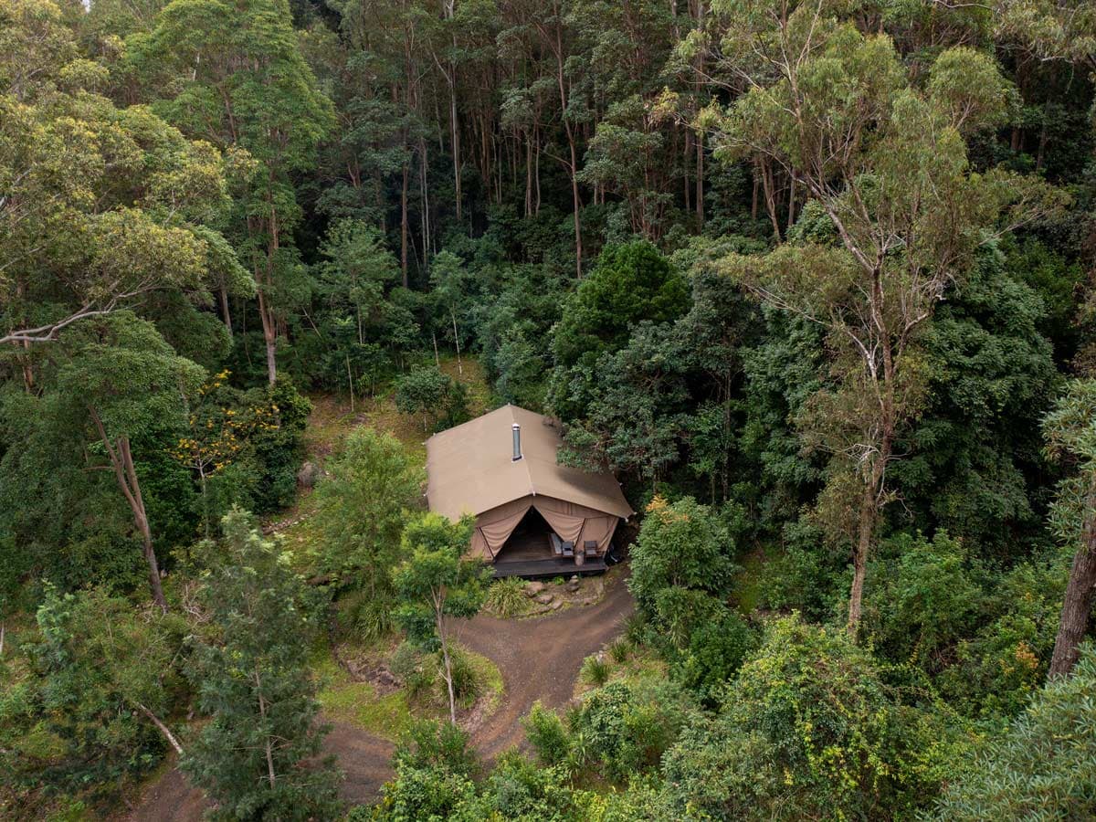 A Guide to the Most Spectacular Queensland Rainforests