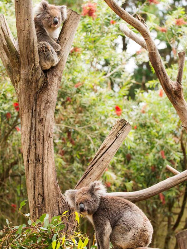 Kangaroo Island Park on Easter